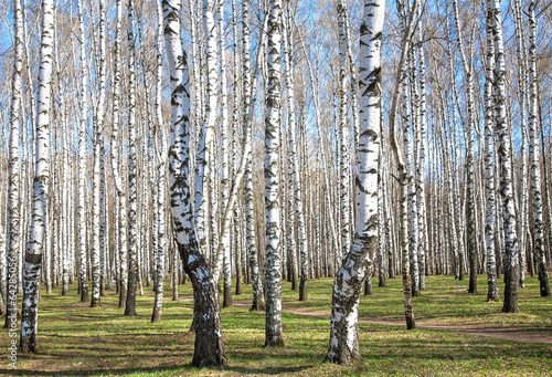 Fototapeta dziki rosja natura las niebo