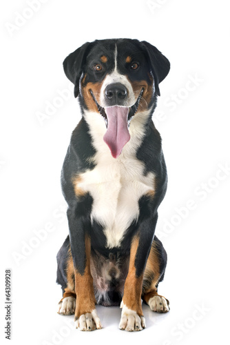 Plakat Zadowolony pies