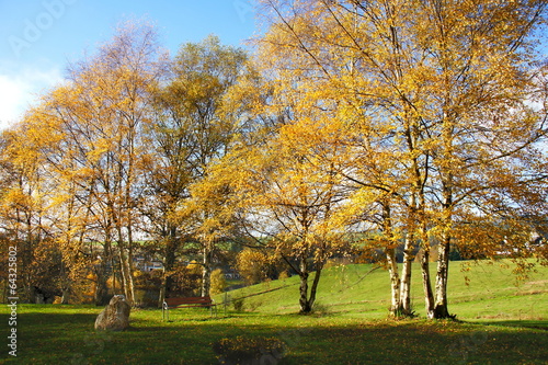 Naklejka drzewa brzoza natura