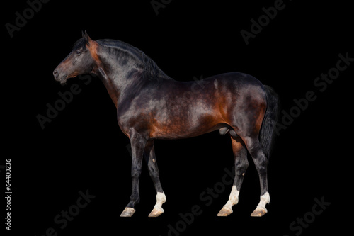 Plakat koń zwierzę ruch portret