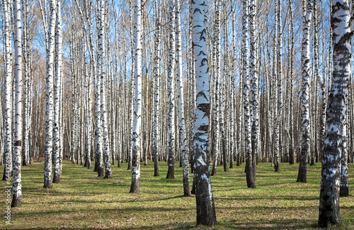 Naklejka natura piękny las