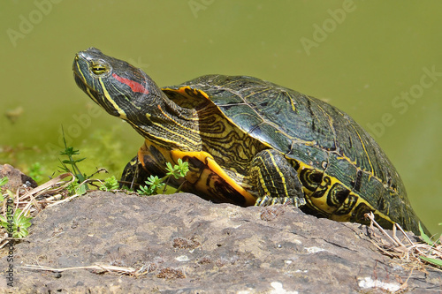 Fototapeta natura wzór zwierzę portret