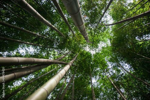 Obraz na płótnie bambus pionowy  