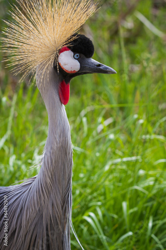 Plakat natura dziki wschód ładny