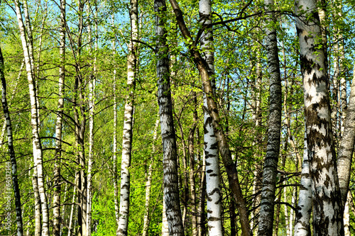 Naklejka brzoza drzewa natura lato