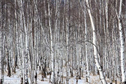 Plakat natura drzewa brzoza