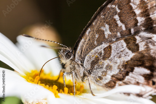 Naklejka natura łąka lato włochy zwierzę