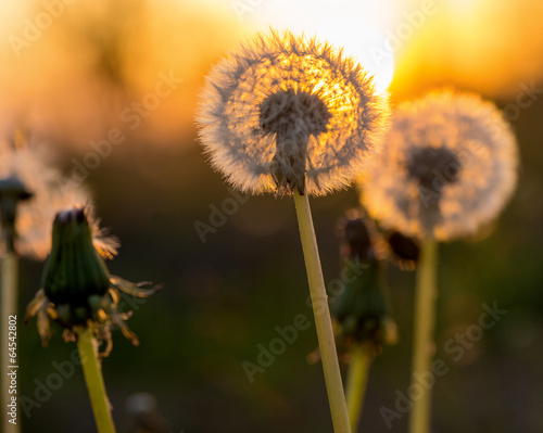 Obraz na płótnie kwiat słońce świt lato natura
