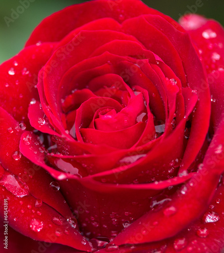 Plakat rosa roślina bukiet miłość francja