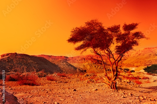 Fototapeta dziki góra drzewa pustynia
