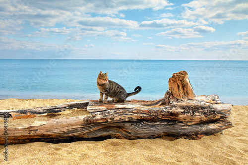 Fotoroleta Kot nad brzegiem morza
