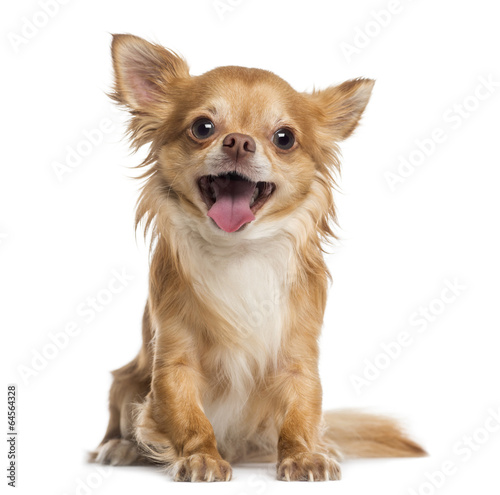 Plakat chihuahua zwierzę usta