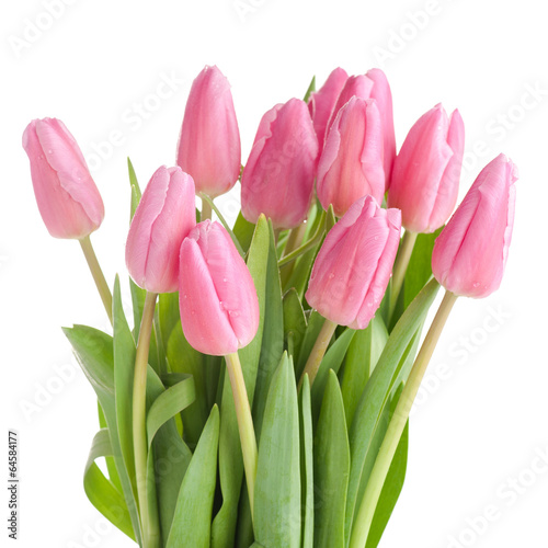 Naklejka pąk piękny kwiat tulipan świeży