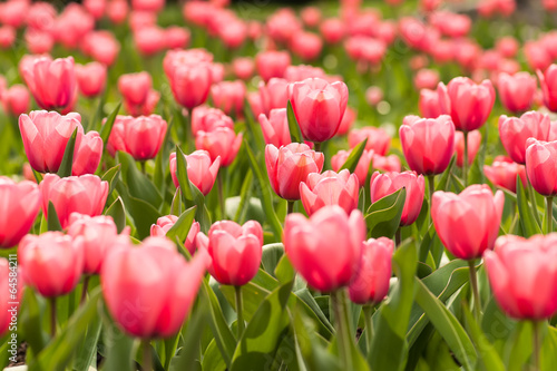 Naklejka kwitnący park tulipan pole