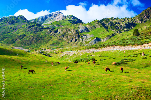 Obraz na płótnie trawa piękny europa wzgórze lato