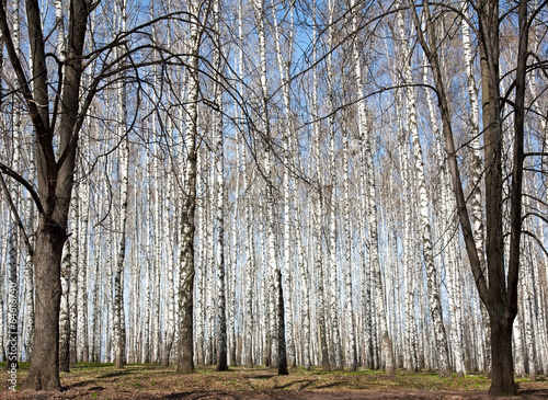 Fototapeta dziki park lato wzór drzewa