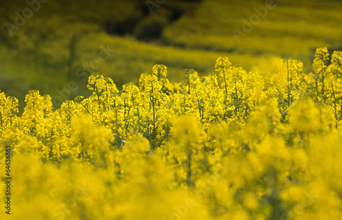 Plakat rolnictwo natura kwiat droga wieś