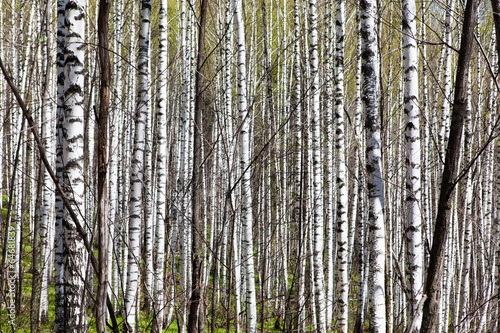 Naklejka lato europa piękny trawa natura