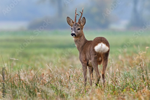 Fotoroleta trawa polana natura