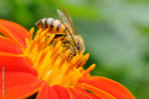 Plakat rolnictwo natura miód owad bee