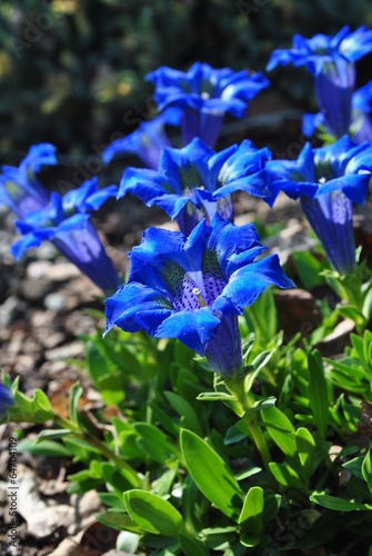 Fotoroleta tatry ogród góra kwiat