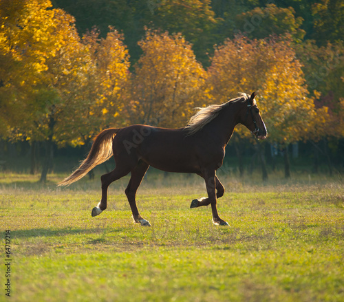 Obraz na płótnie lato ssak koń pole