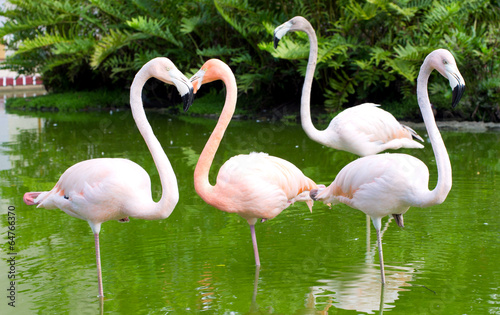 Fototapeta piękny flamingo oko tropikalny ładny