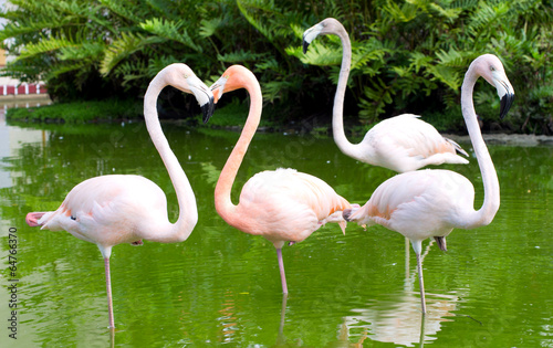 Obraz na płótnie piękny flamingo oko tropikalny ładny