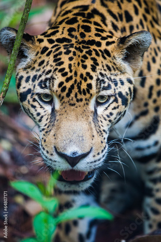 Plakat ameryka brazylia natura meksyk jaguar