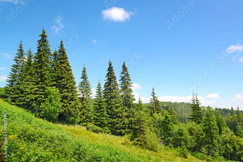 Naklejka trawa europa karpaty