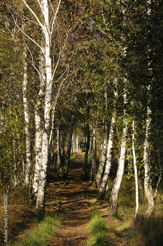 Naklejka krajobraz droga natura