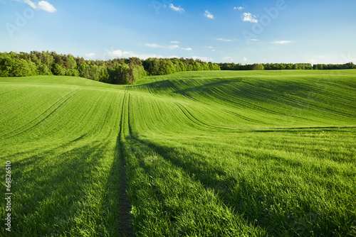 Fotoroleta pejzaż pole zboże natura las