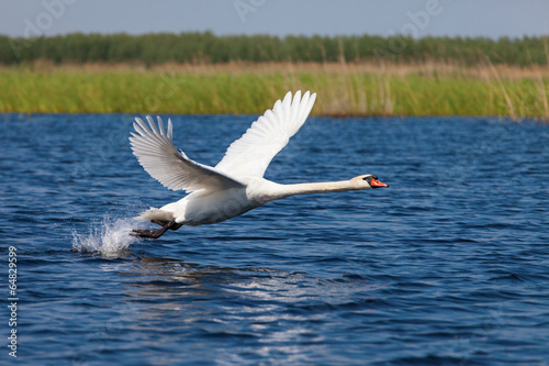 Fotoroleta woda piękny zwierzę natura