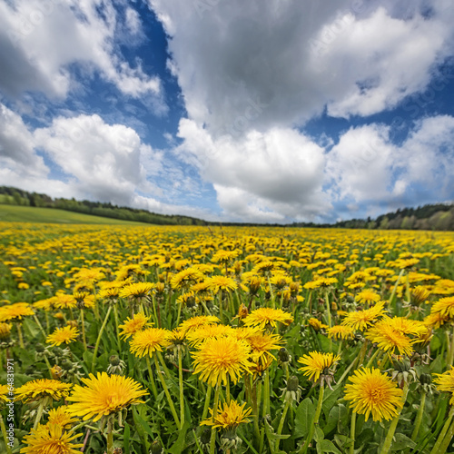 Fotoroleta natura lato łąka