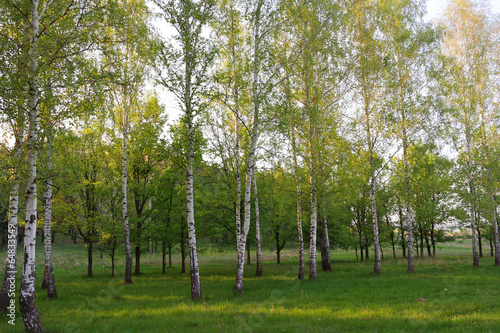 Naklejka polana brzoza las natura dzień