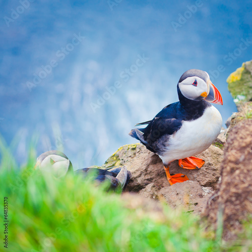 Plakat ptak islandzki islandia trawa