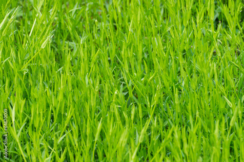 Obraz na płótnie ogród łąka trawa lato pejzaż