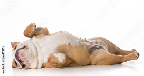 Plakat szczenię pies zwierzę ładny