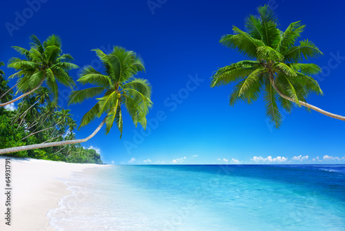 Naklejka natura morze lato palma drzewa