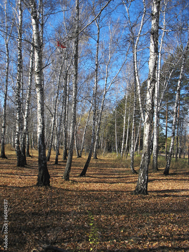 Naklejka jesień park brzoza widok