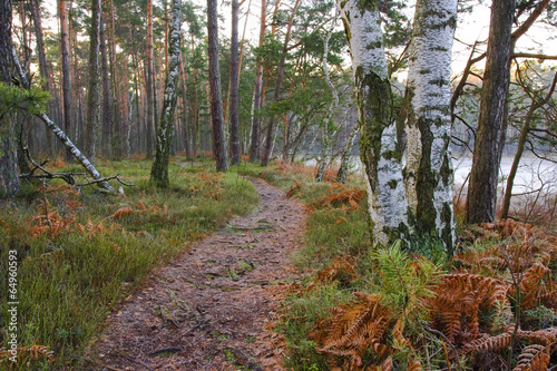 Naklejka jesień krajobraz trawa ścieżka las
