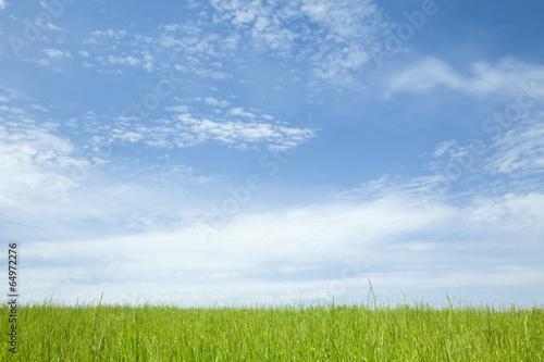 Naklejka błękitne niebo trawa świeży