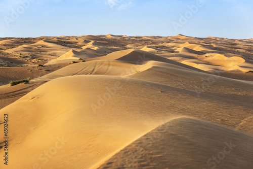 Obraz na płótnie arabian pustynia roślina arabski wschód
