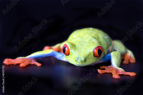 Fototapeta natura zwierzę płaz