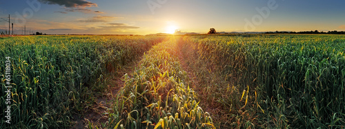 Fotoroleta drzewa natura panorama żniwa