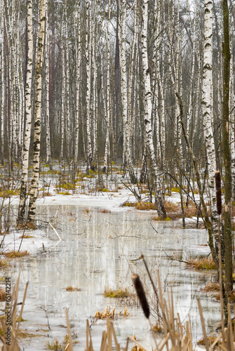 Fototapeta jesień natura brzoza