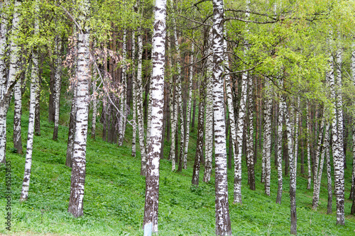 Fototapeta natura pejzaż wzór