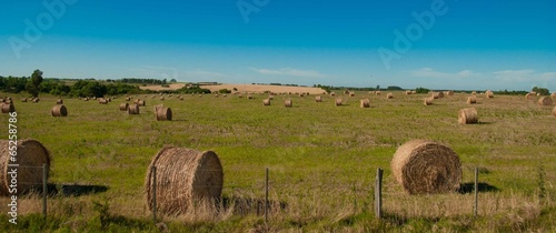 Obraz na płótnie bydło natura rolnictwo trawa