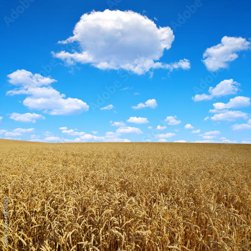 Fotoroleta rolnictwo pszenica krajobraz