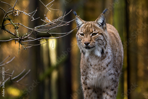 Naklejka zwierzę ssak oko natura dziki